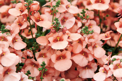 Diascia Breezee Apricot 2026