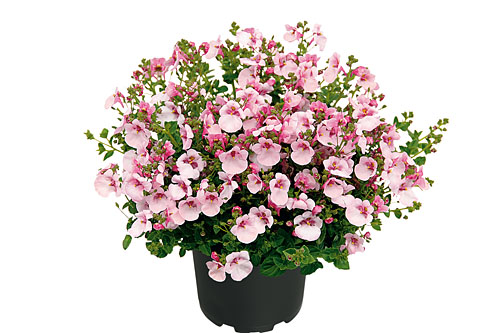 Diascia Breezee Apple Blossom 2026