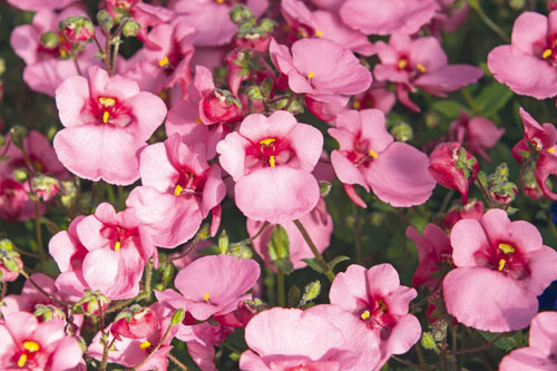 Diascia Breezee Pink 2026