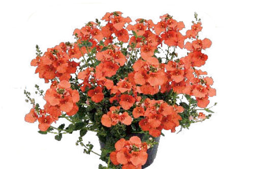 Diascia Breezee Orange 2025