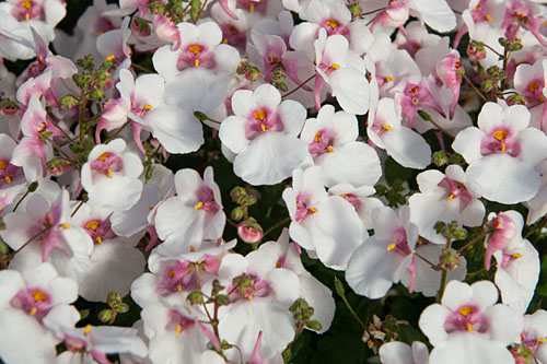 Diascia Breezee White 2026