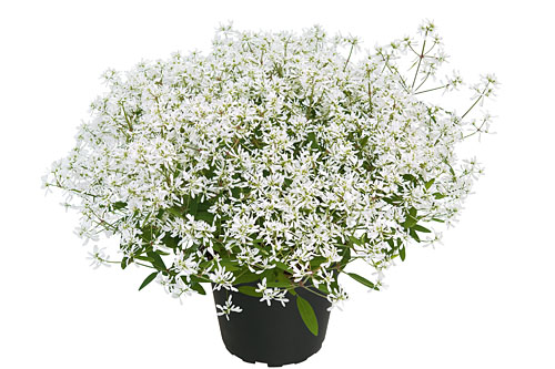 Euphorbia  Diamond Star