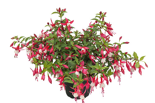 Fuchsia Trailing Shadowdancer Alice