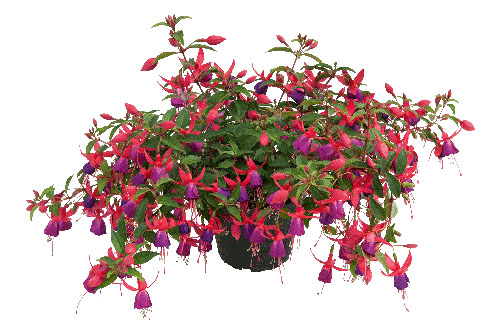 Fuchsia Trailing Shadowdancer Nadia