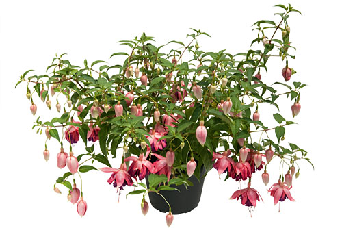 Fuchsia Trailing Shadowdancer Wanda