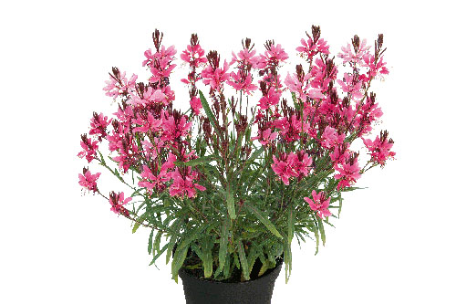 Gaura EVERLAST Dark Pink