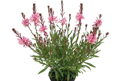 Gaura EVERLAST Light Pink