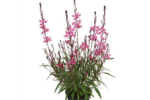 Gaura EVERLAST Pink Parque