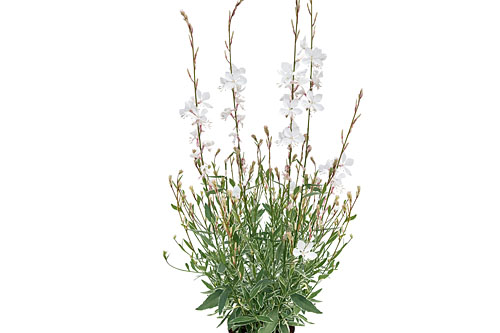 Gaura EVERLAST Viva Nova