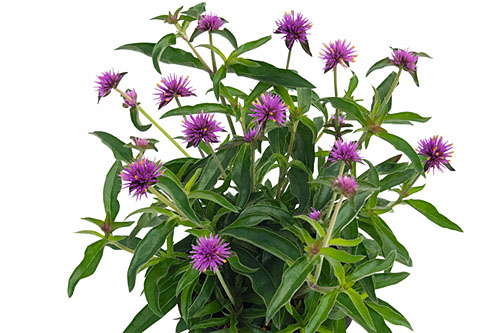 Gomphrena  Little Truffula