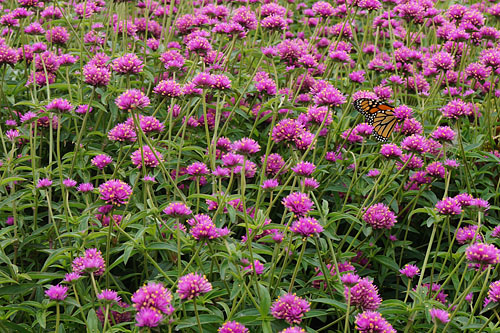 Gomphrena  Truffula Pink 2025