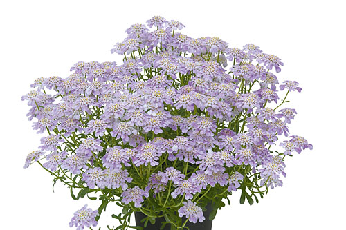 Iberis  Absolutely Orchid