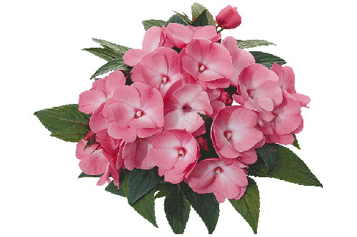 Impatiens PARADISE Pasito