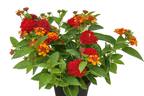 Lantana CALIPPO Flame