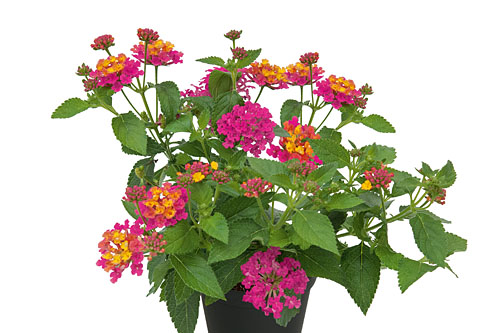 Lantana CALIPPO Orchid