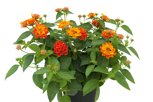 Lantana CALIPPO Pumpkin