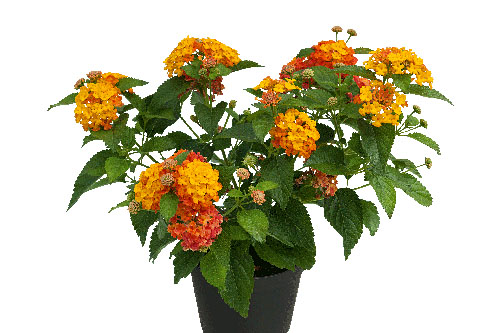 Lantana CALIPPO Tropical Twist