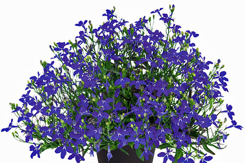Lobelia Lobelix Electric Indigo