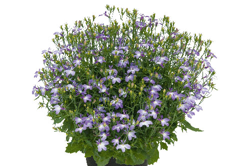 Lobelia SPARKLING Lavender