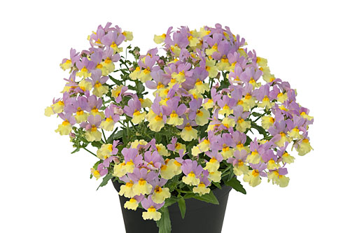 Trendblätter: Nemesia FAIRY KISSES Fairy Kisses Pink Lemonade 2027 Blattschmuck: Nemesia FAIRY KISSES Fairy Kisses Pink Lemonade 2027