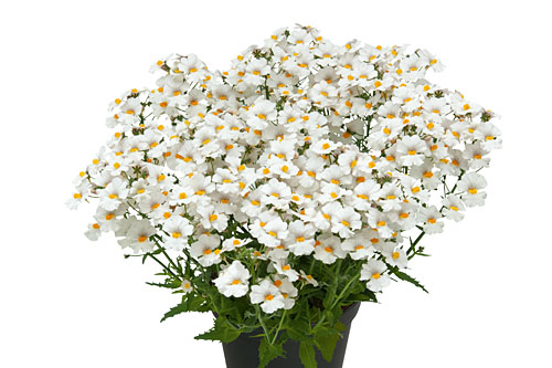 Nemesia Sunsatia plus Anona 2026