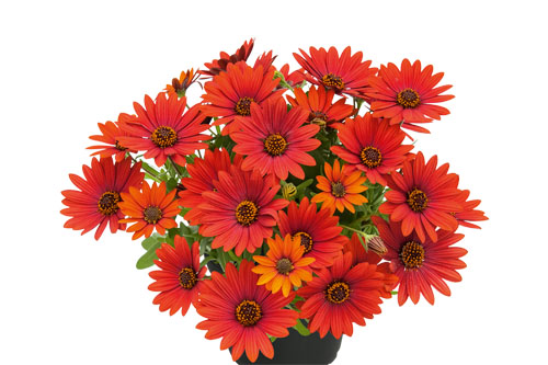 Osteospermum SUMMERSMILE Sangria