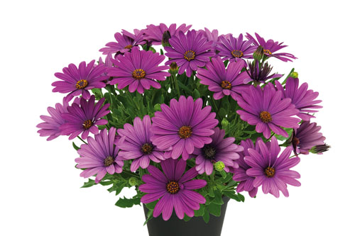 Trendblätter: Osteospermum SUMMERSMILE Violet Blattschmuck: Osteospermum SUMMERSMILE Violet