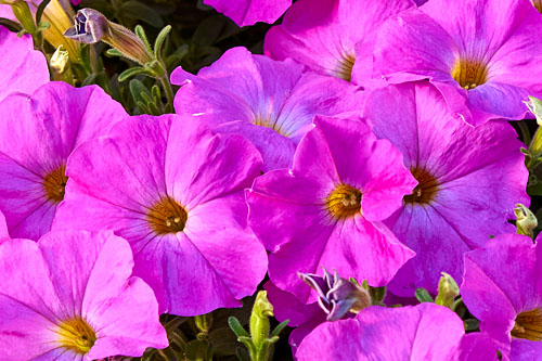 Petunia BeautiCal Pretty Pink