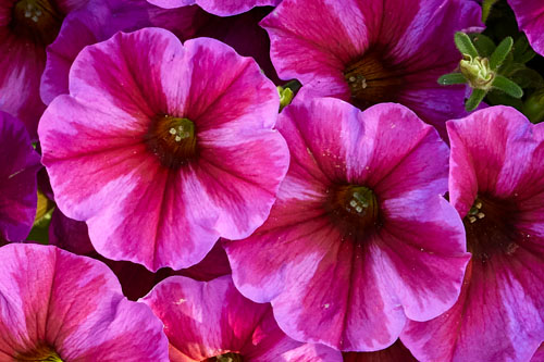 Petunia BeautiCal Rose Star