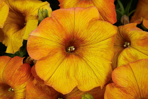 Trendblätter: Petunia BeautiCal Sunset Orange Improved Blattschmuck: Petunia BeautiCal Sunset Orange Improved