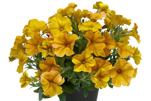 Petunia BeautiCal Yellow Sun Improved