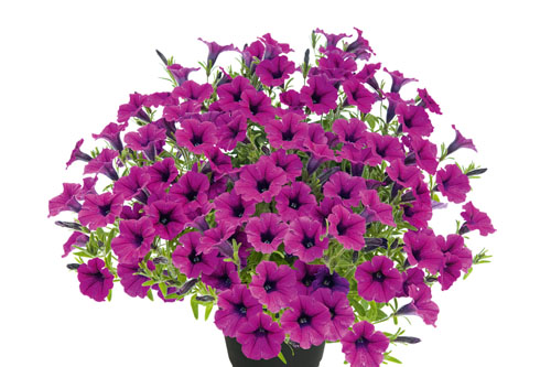 Trendblätter: Petunia BUBBLES Magenta Blattschmuck: Petunia BUBBLES Magenta