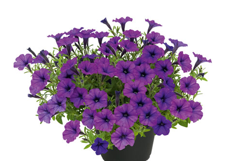Trendblätter: Petunia BUBBLES Trailing Twilight Blattschmuck: Petunia BUBBLES Trailing Twilight