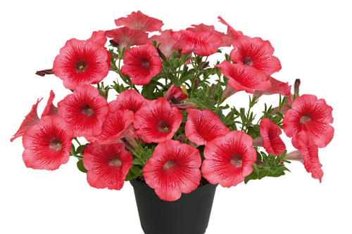 Trendblätter: Petunia KUYAMBA Brilliant Rose Blattschmuck: Petunia KUYAMBA Brilliant Rose