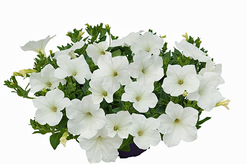 Petunia KUYAMBA White 2025