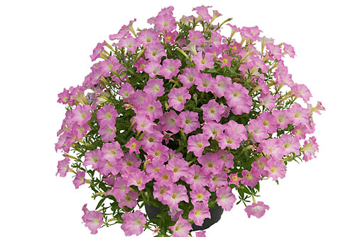 Trendblätter: Petunia MINI VISTA Pink Cloud Blattschmuck: Petunia MINI VISTA Pink Cloud