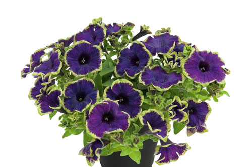 Petunia PIZZAZZ Indigo