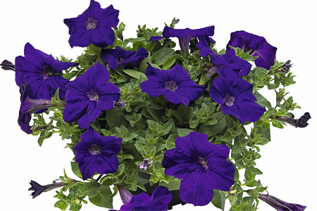 Petunia VERANDA Dark Blue 2025