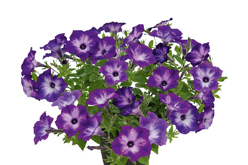 Petunia VISTA Blue Moon