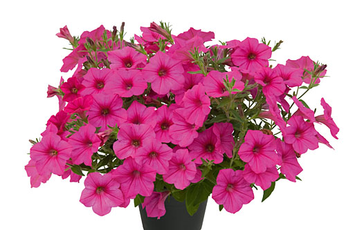 Petunia VISTA Fuchsia Improved