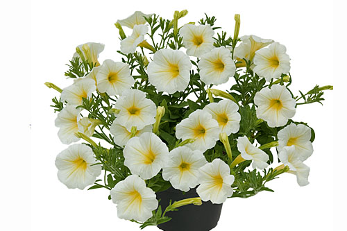 Trendblätter: Petunia VISTA Moondance Blattschmuck: Petunia VISTA Moondance