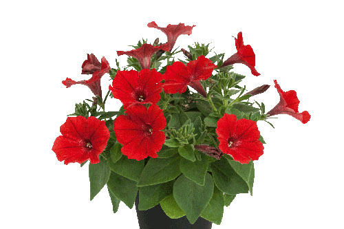 Petunia VISTA Strawberry