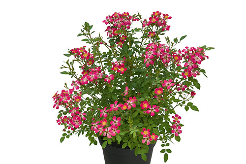 Rosa GALAXY Antares