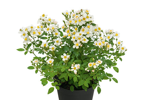 Rosa GALAXY Arcturus