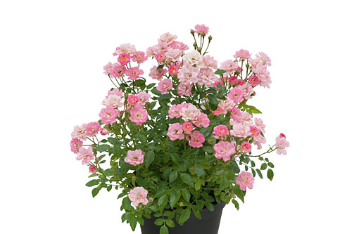 Rosa GALAXY Naos