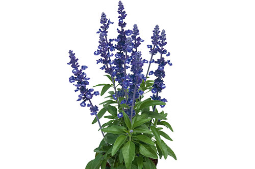 Salvia  Midnight Candle 2026