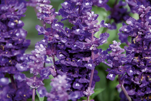 Trendblätter: Salvia Violet Candle 2027 Blattschmuck: Salvia Violet Candle 2027