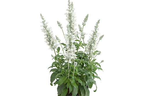 Salvia  White Candle 2026