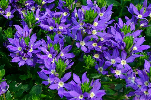 Scaevola STARDIVA Blue Star