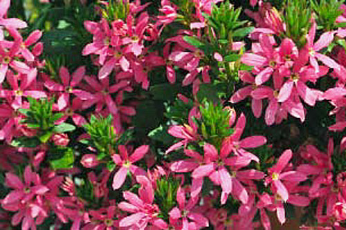 Scaevola STARDIVA Pink Star